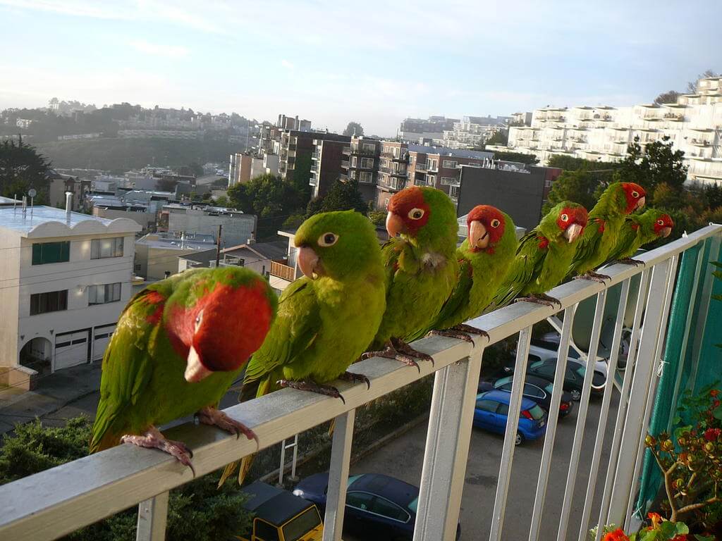 Where To Find San Francisco’s Parrots